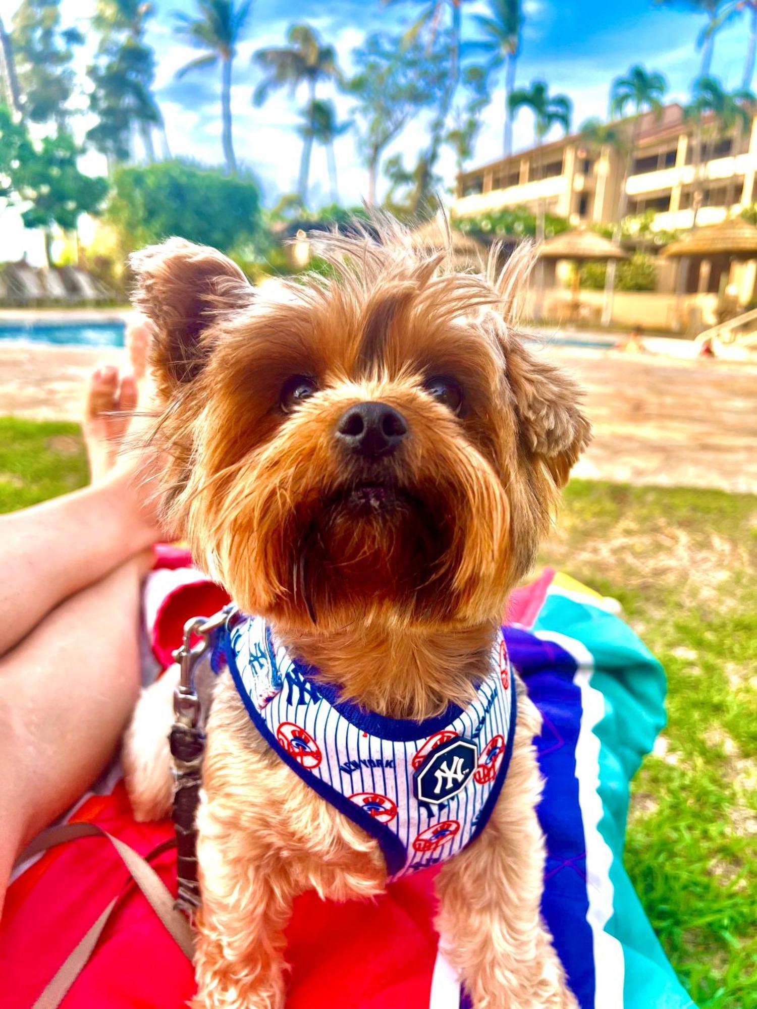 Kaanapali'S Royal Luxury Plantation Beach & Golf Estate Eksteriør billede
